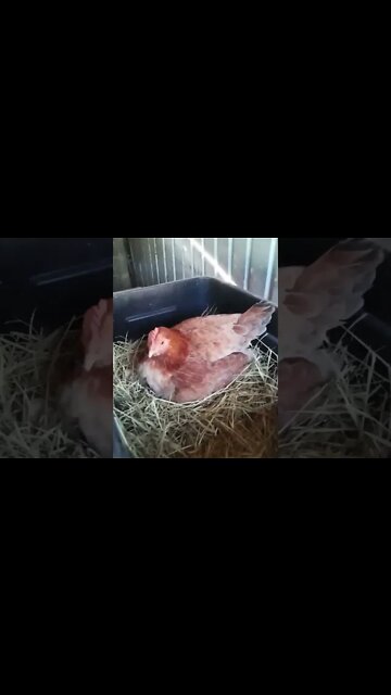 Good morning Forest 11th September 2022