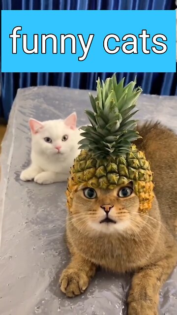 Cats and pets funny moments