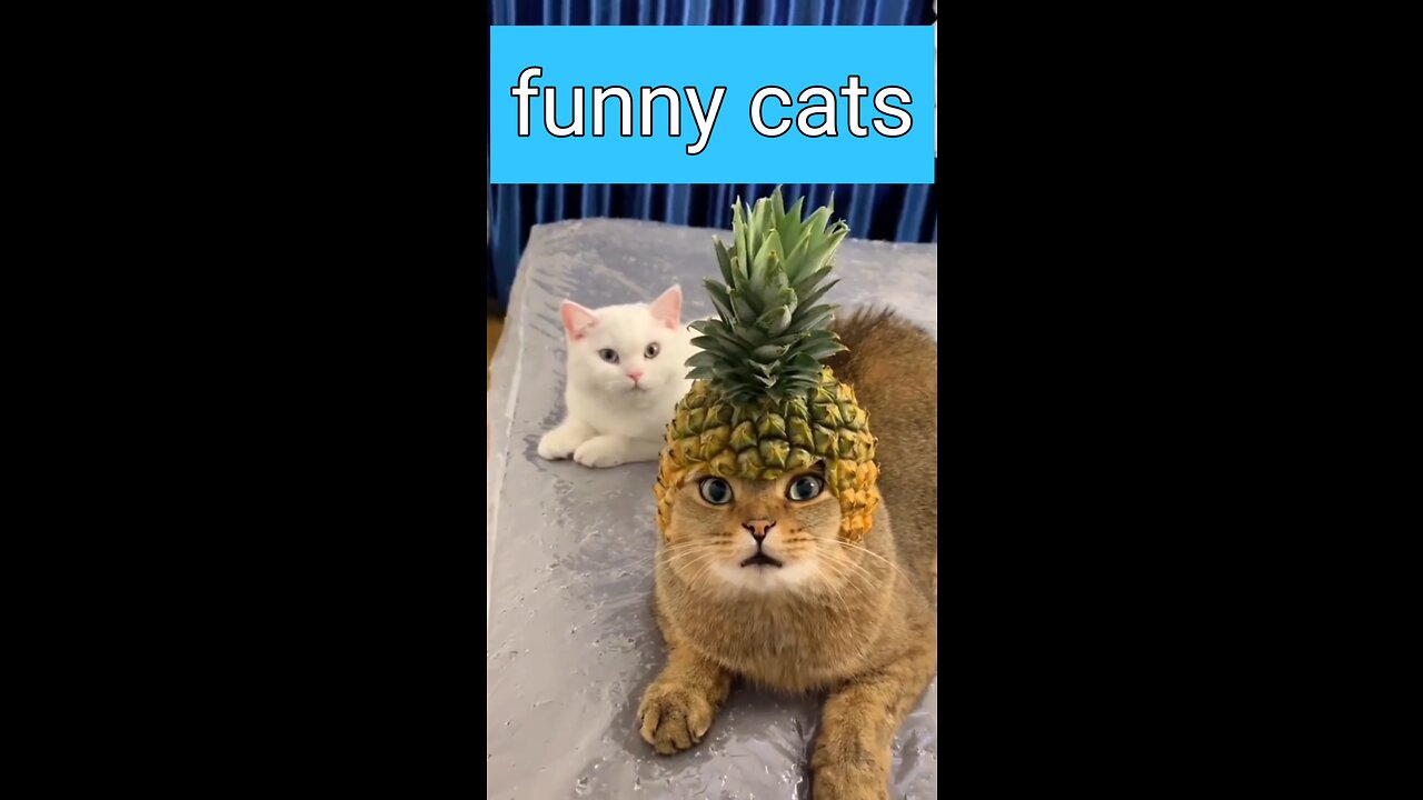 Cats and pets funny moments