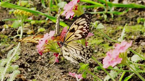 Slow Motion Shot Of Beautiful Yellow And Black Butterflies