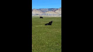 Free Range Cattle and Calves