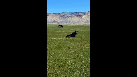 Free Range Cattle and Calves