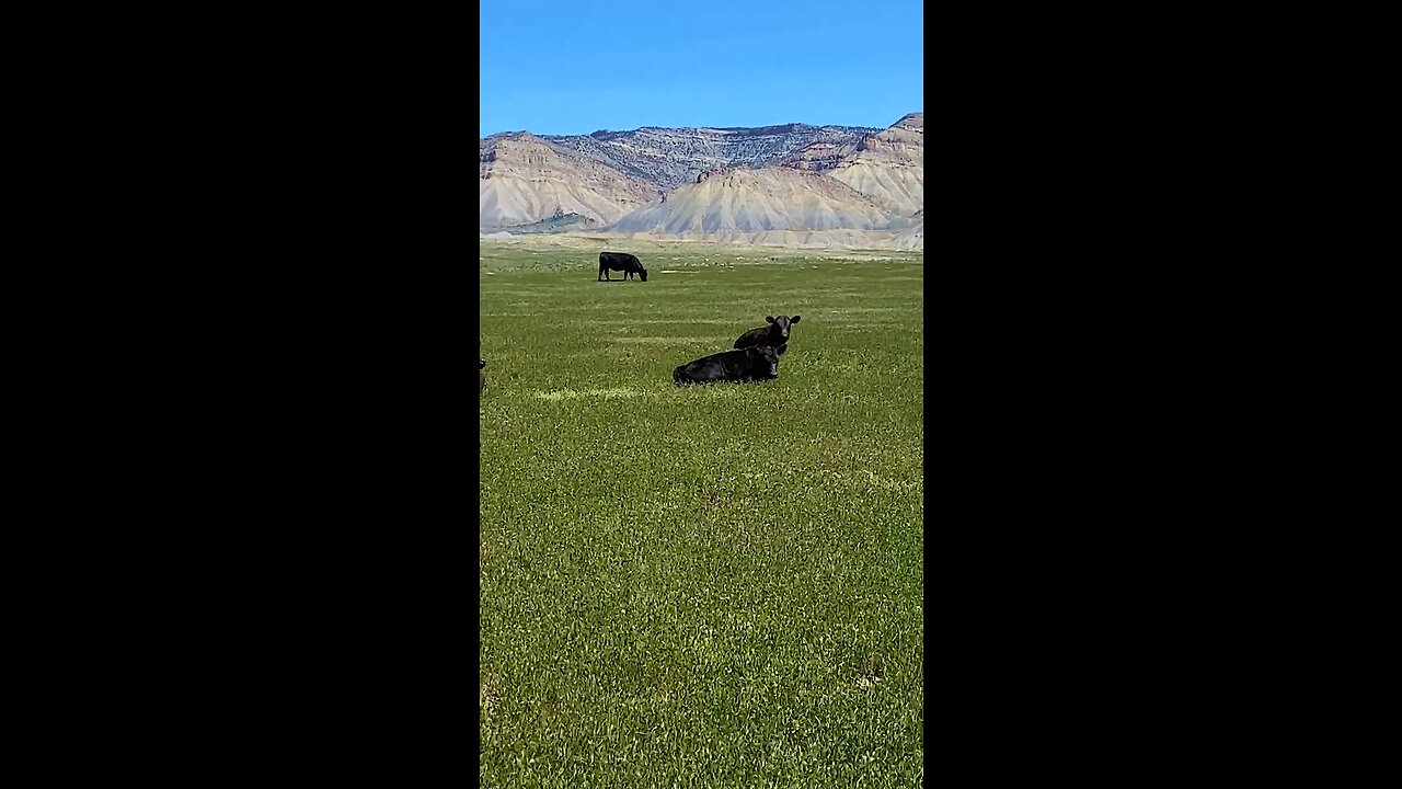 Free Range Cattle and Calves