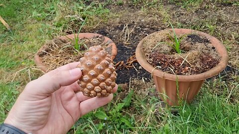 Germinating Pine Trees! 🌲🌲🌲