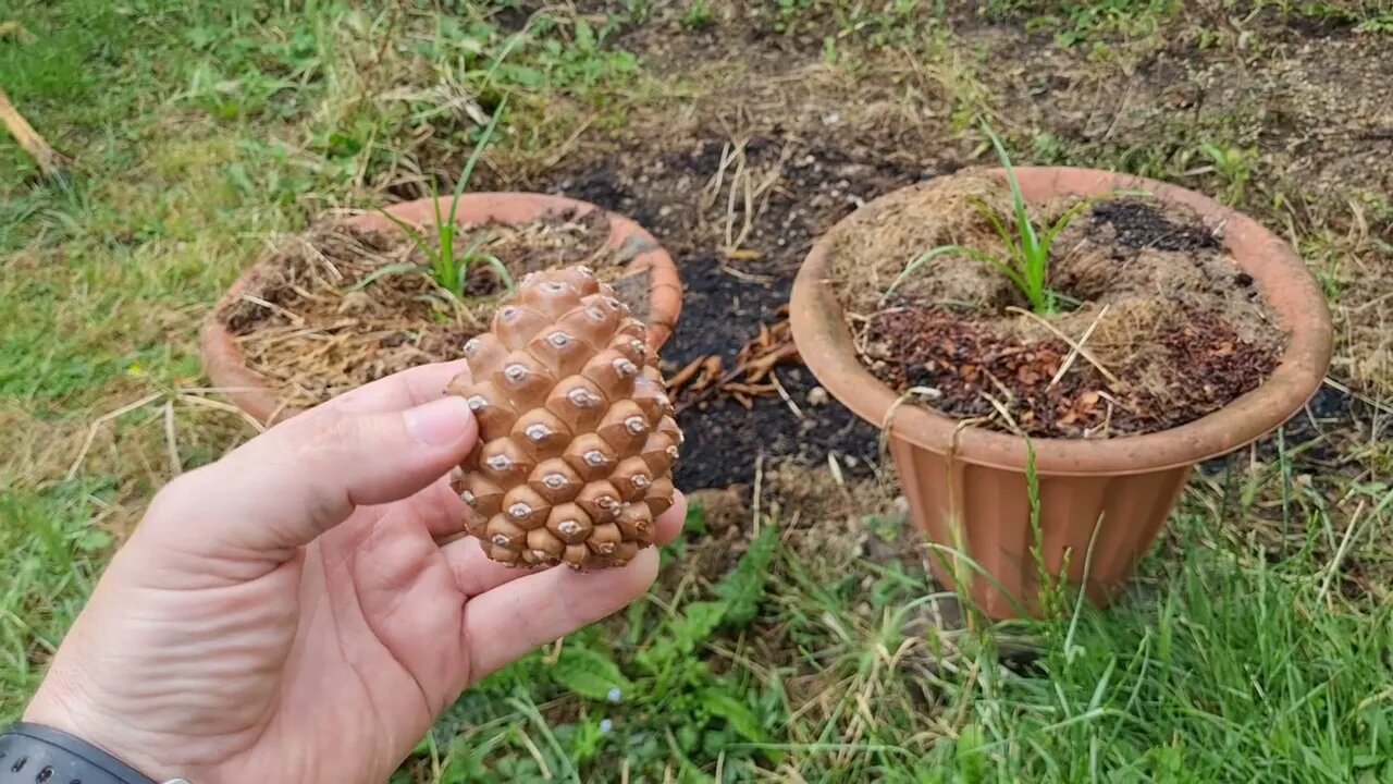 Germinating Pine Trees! 🌲🌲🌲