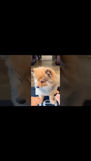 cute animals #short #shorts #cute animals 106