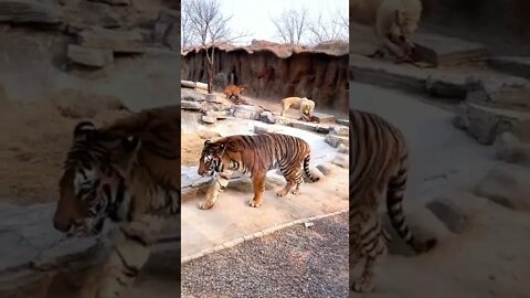 The tiger was bitten by the dog