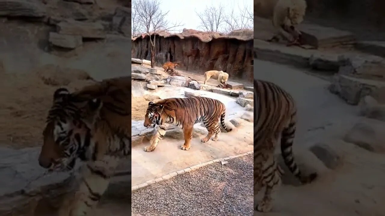 The tiger was bitten by the dog