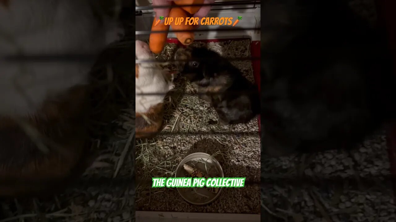 🥕Up Up For Carrots🥕 The Guinea Pig Collective #guineapigshorts #guineapigs #guineapigseating