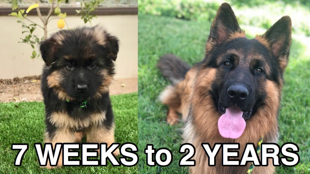 WATCH MY PUPPY GROW | GERMAN SHEPHERD