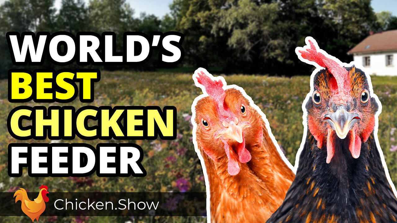 Best Chicken Feeder, Homemade for $11