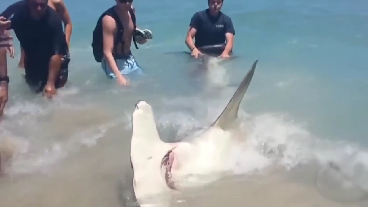 Largest_Monster_Sharks_Ever_Caught_on_Camera 🦈🦈🦈