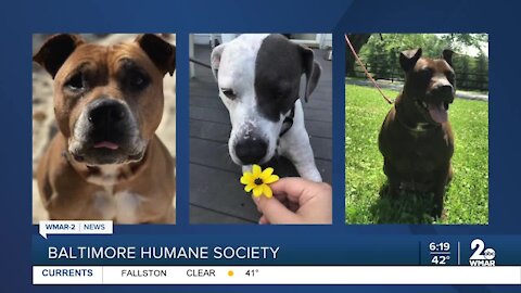 Baltimore Humane Society