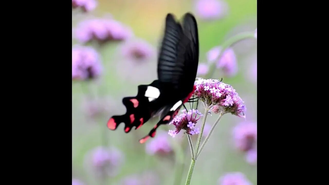 Beautiful butterfly