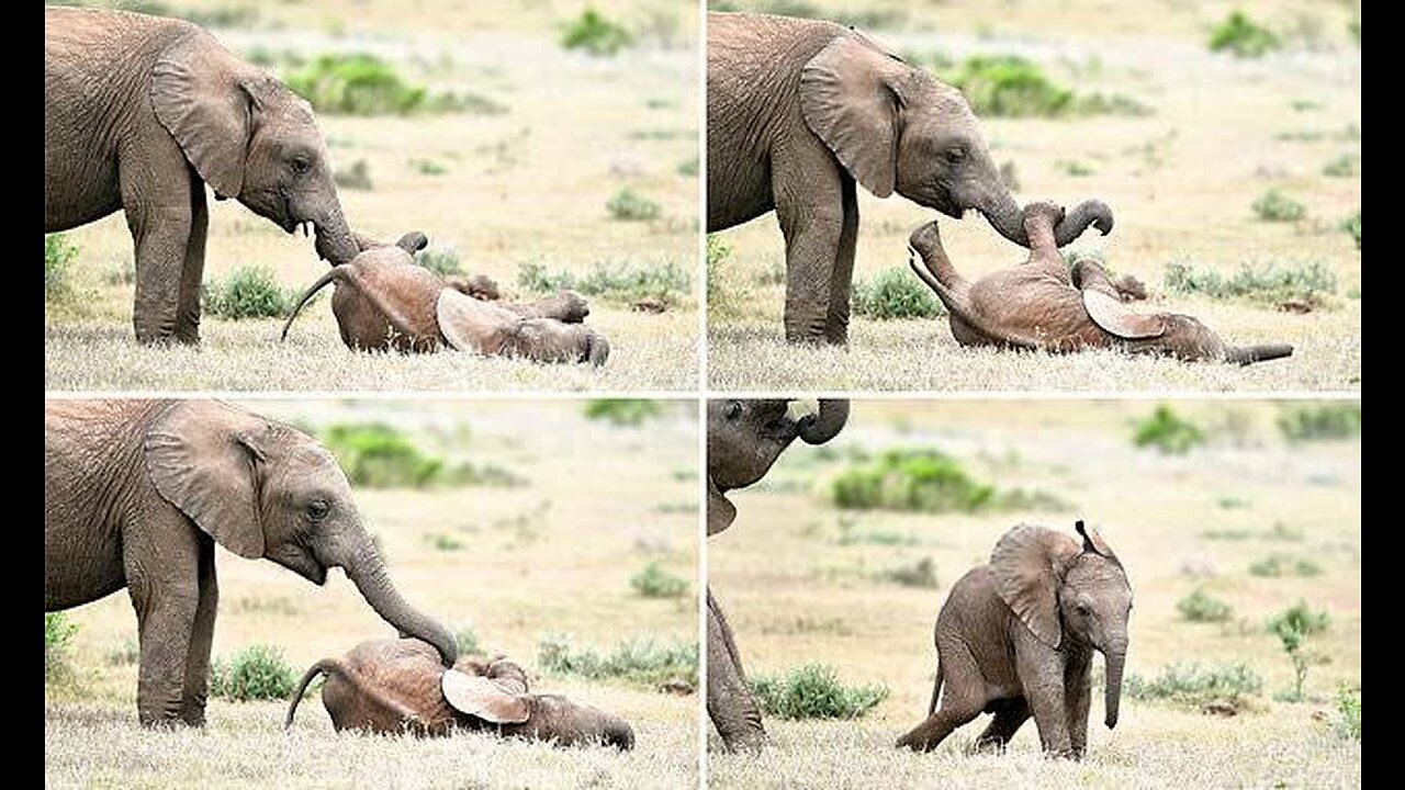 Mom Kicks Baby Elephant 😂🐘