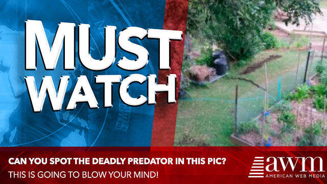 If You Only Had 5 Seconds To Spot Deadly Predator In Photo, Could You?