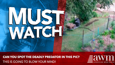 If You Only Had 5 Seconds To Spot Deadly Predator In Photo, Could You?