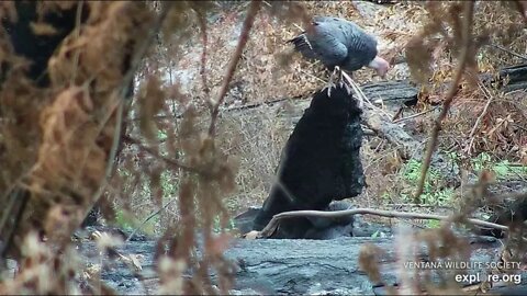 Redwood Queen protecting her baby Iniko.10-16-20