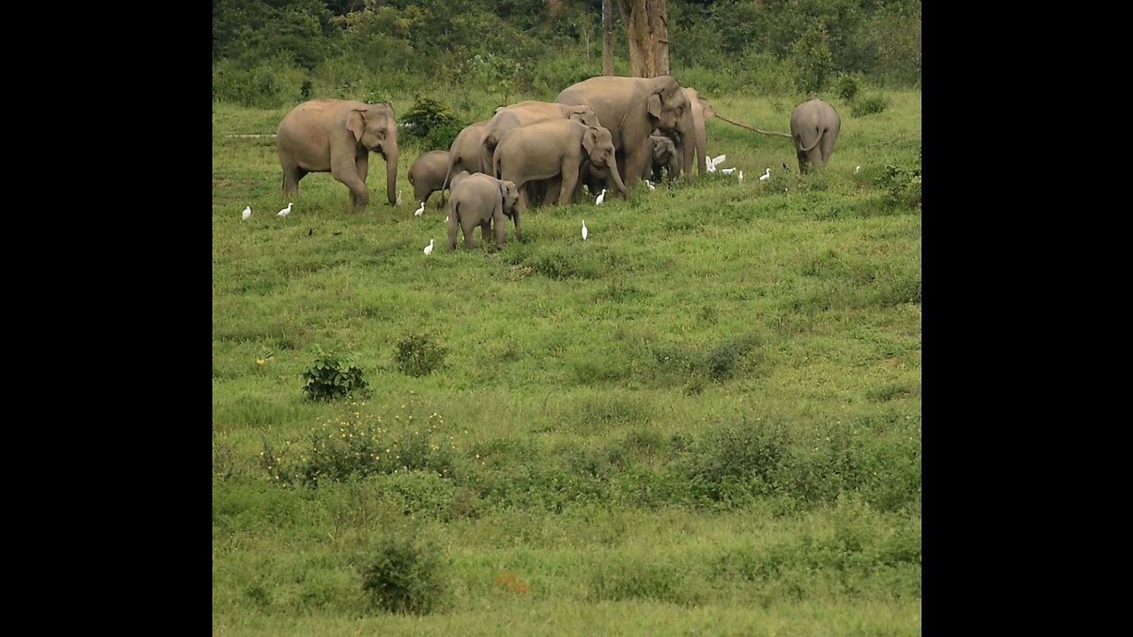 Wildlife Elephants