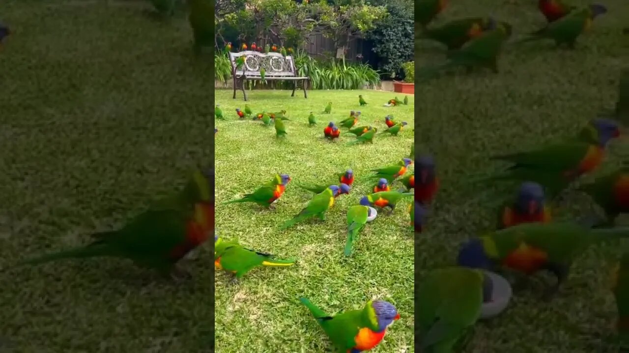 Bird garden Sydney Australia 😍#shorts