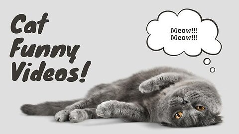 Funny animal video, funny cat video funny kittens