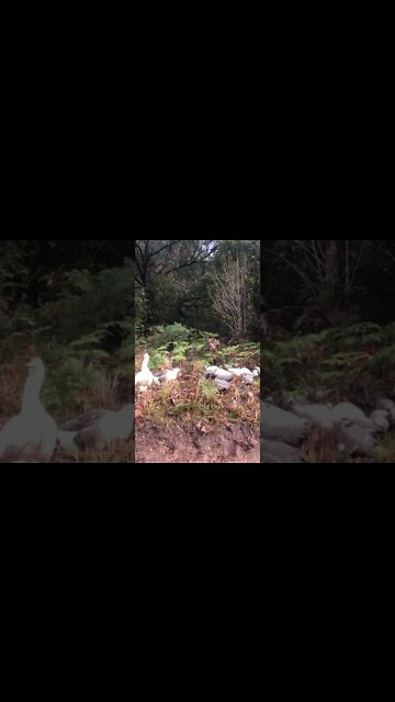 Birds come out of hiding after eagles flies over. Gander keeps eye on the sky.