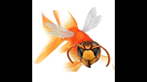 The Cali Government Says Bees Are Now Fish