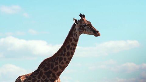 Gracefully towering above the savanna, the giraffe embodies elegance in its every stride. 🦒🌿