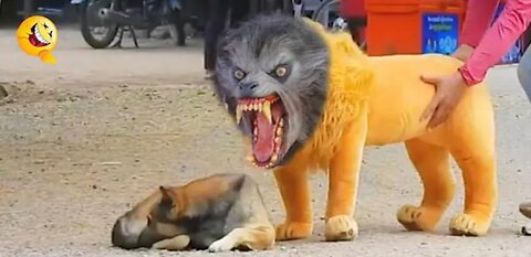 Troll Prank Dog Funny & fake Lion and Fake Tiger Prank To dog & Huge Box Prank to dog