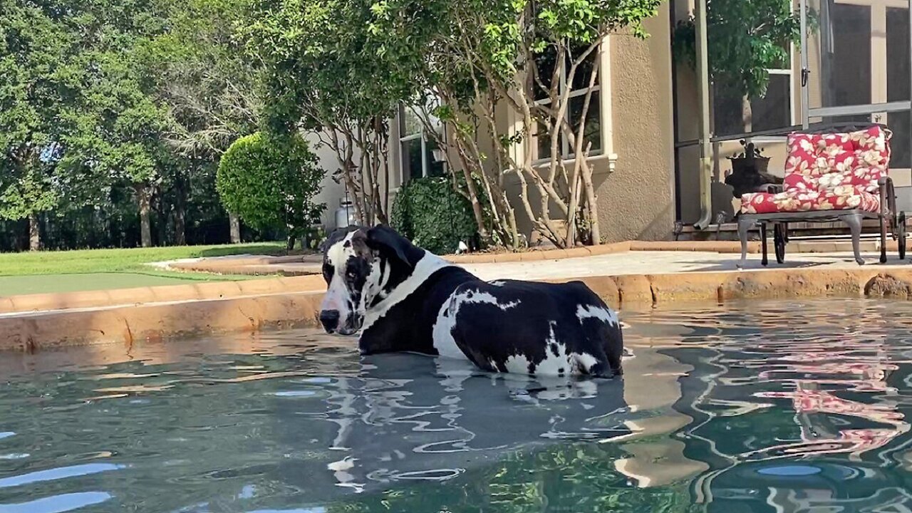 Great Dane decides to lay down in the pool for the first time