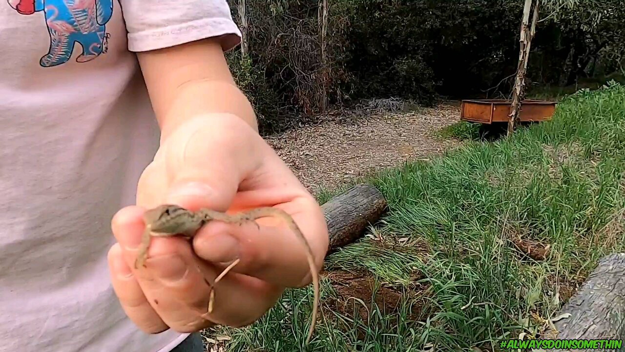 Live action first lizard new house