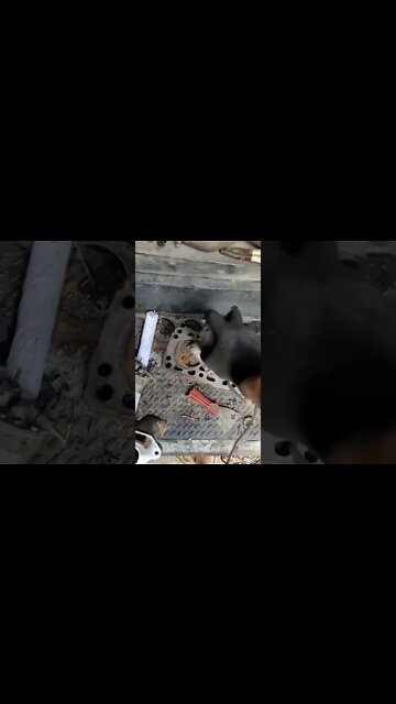 #shorts #2022 funny,prank,funjokes,dad jokes,funny memes,funny video,fun,laughing,funny animal,knock