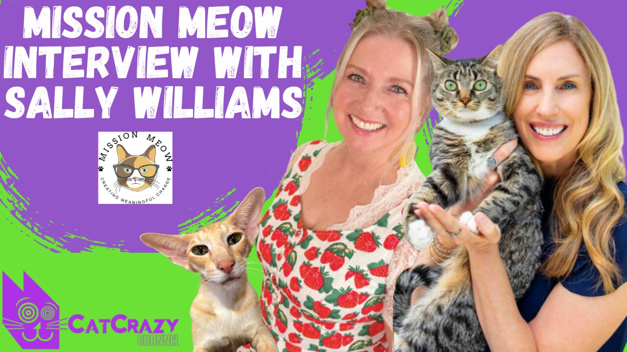 Interview with Sally Williams from Mission Meow - How to Help Cats in Need