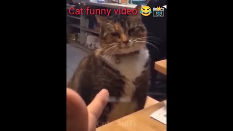 Cat funny video for Kids 😂