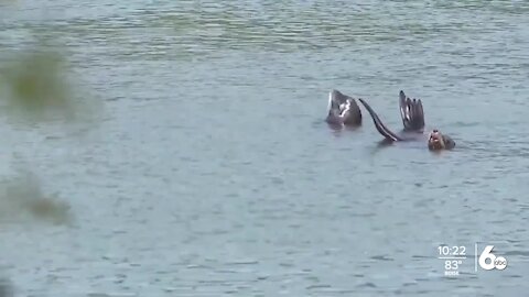 Flotilla raises awareness for the salmon and breaching of the dams