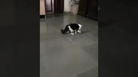 There was a cat that really went viral