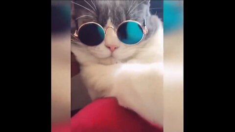 Funny cat video part 3 😺🐈🐈