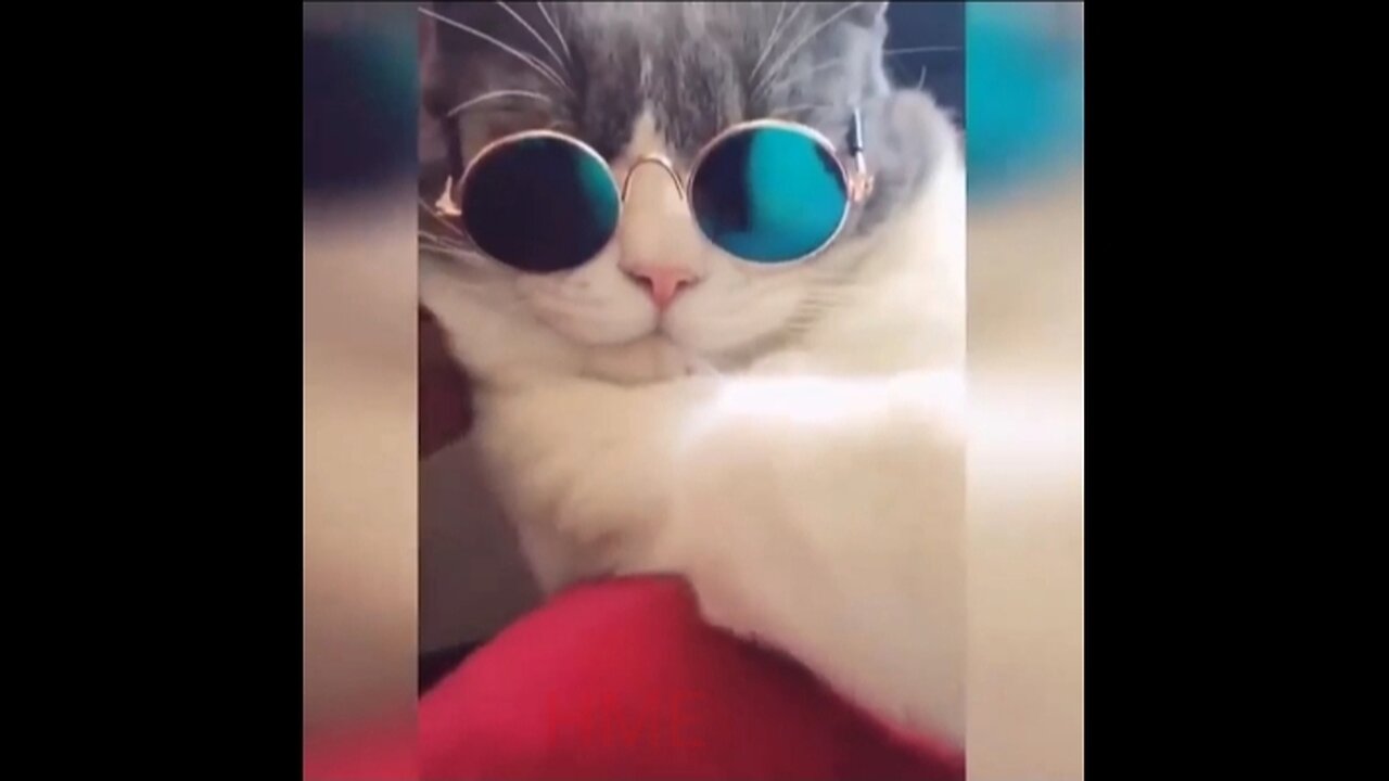 Funny cat video part 3 😺🐈🐈