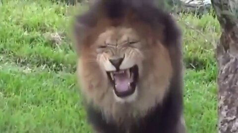 Funny fake lion and tiger prank