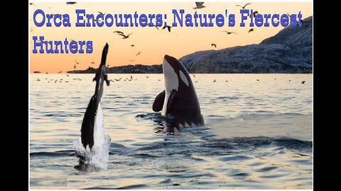 15 Best Orca Attacks Caught On Camera