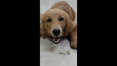 My Dog's Unexpected Love for raw Veggies