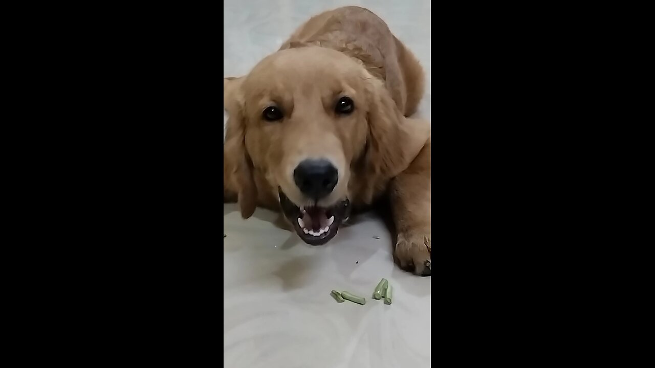 My Dog's Unexpected Love for raw Veggies