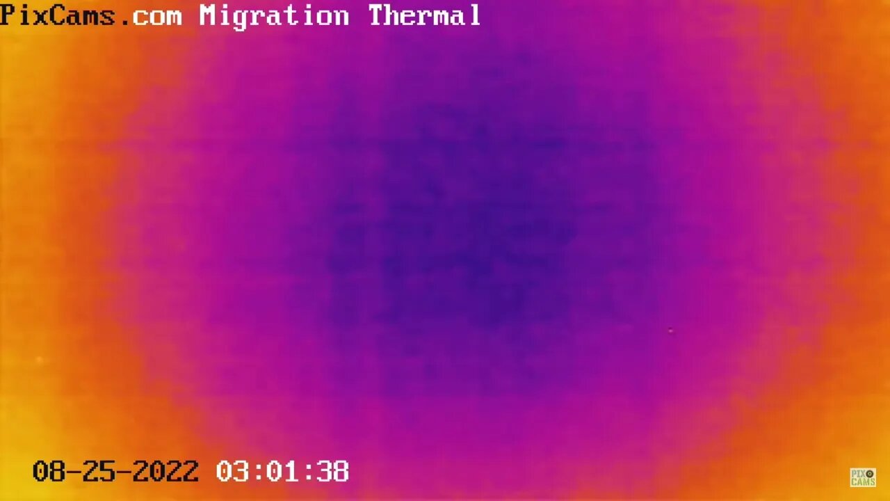 Night migrating birds caught on thermal camera - 8/25/2022 @ 1:33 - Odd Flight Pattern