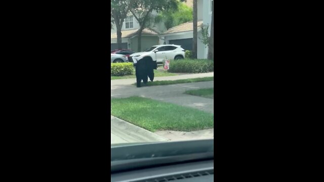 Bears on the loose in Collier County