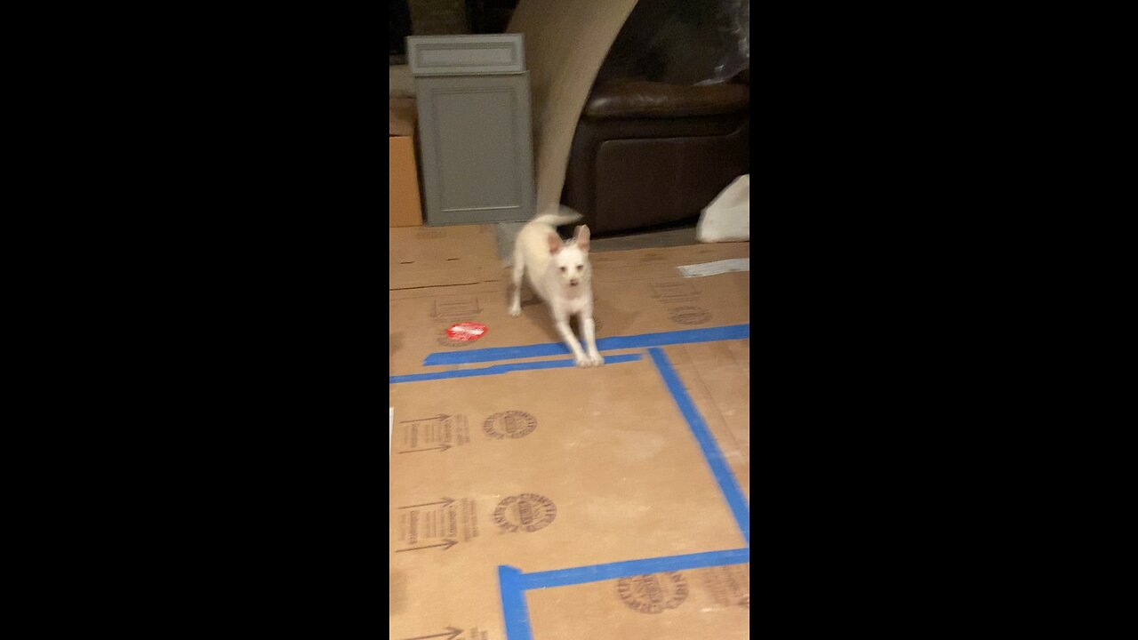 LuLu