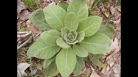 Mullien Leaf (Verbascum thapsus)