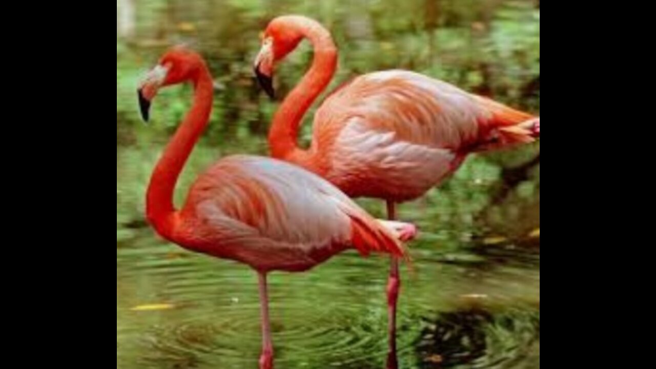 Little flamingos flight