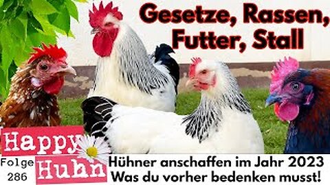 Get chickens in 2023! What you need to know about stable feed breeds reporting requirements