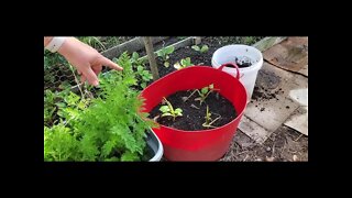 Introducing "Gardening Grandma"... my mom's gardening wisdom for her brown-thumbed daughter (me)