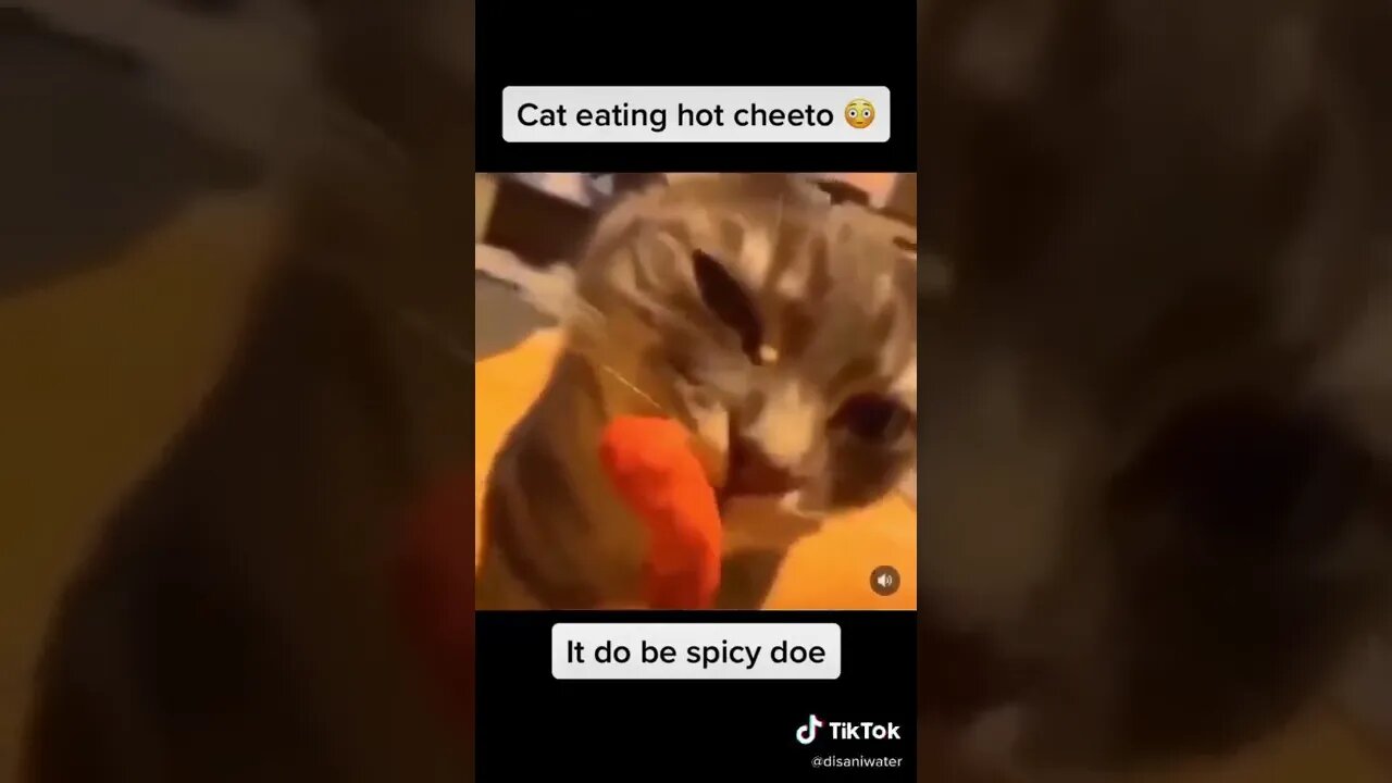 Cat Cries Eating Hot Cheeto I TikTok